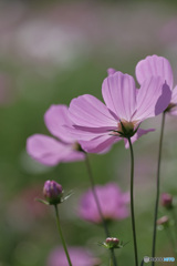 秋桜