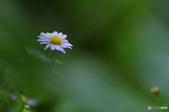 フェンス越しに花ひとつ