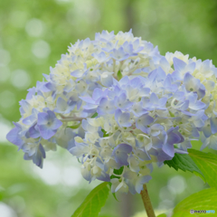 2018年、紫陽花はじめました