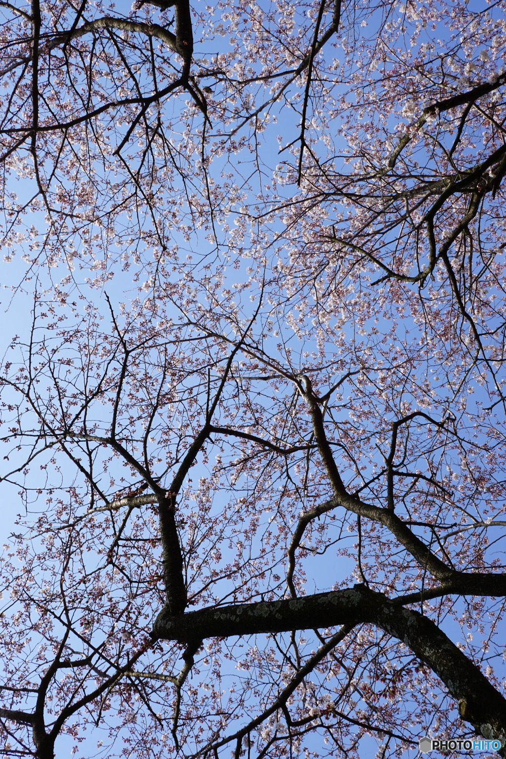 仰げば桜