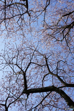仰げば桜