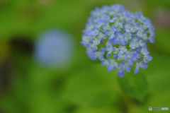 青い紫陽花