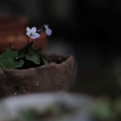 すみれの花