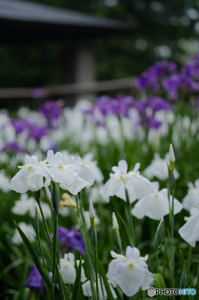 菖蒲　５