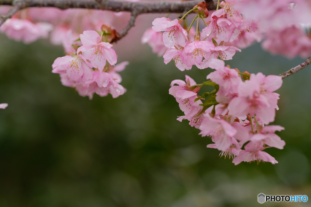 河津桜