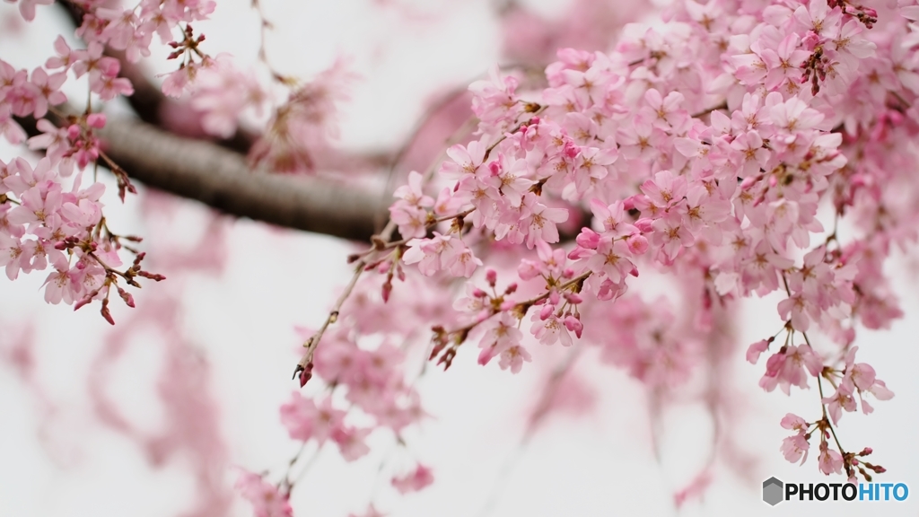 枝垂桜