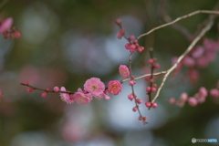 梅の花　ピンク