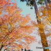 山寺の秋