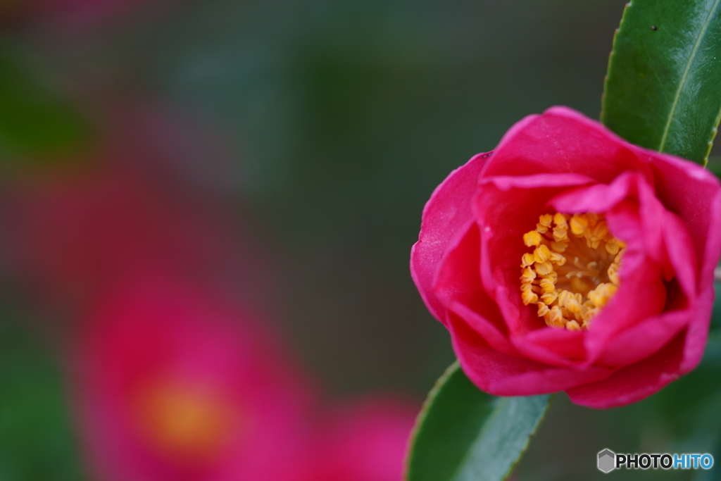 山茶花２