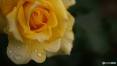 For　you　２