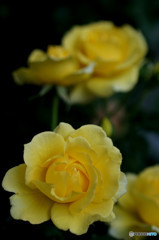 黄色い丸バラ