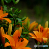 vivid