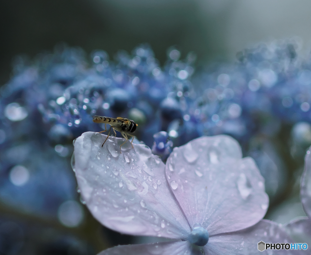 恵みの雨