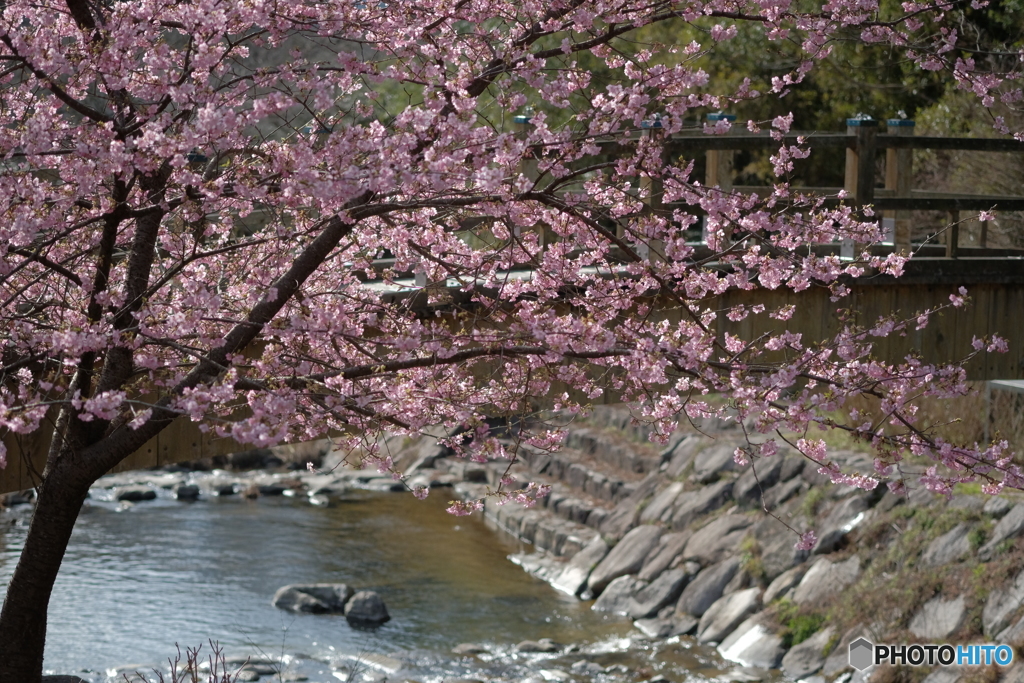河津桜を訪ねて　１