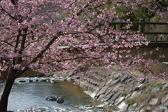 河津桜を訪ねて　１