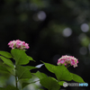 紫陽花ペア