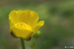 花ひらく時