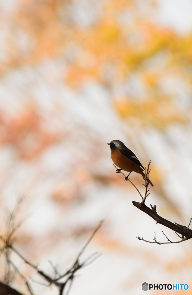 紅葉狩り