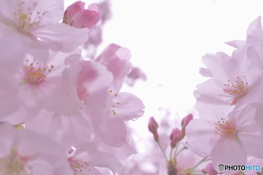 桜の縁