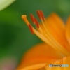 ユリの花