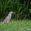 鳥シーズン再開♪　珍客