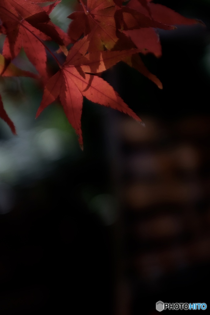 紅葉