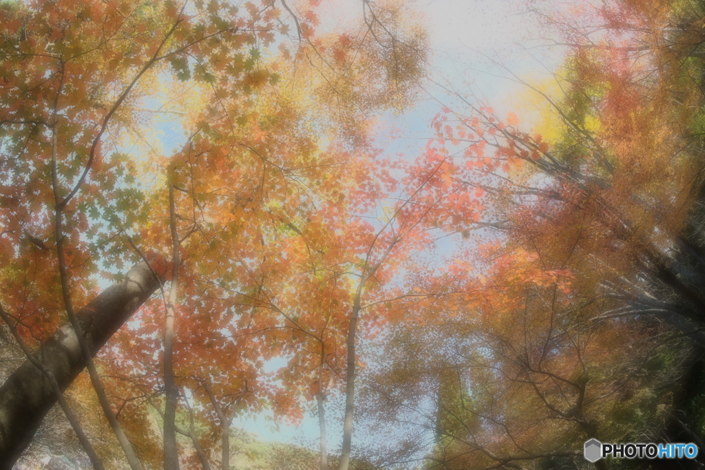 紅葉朝会　１