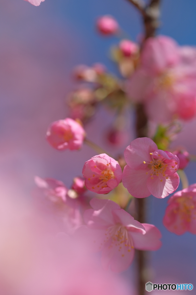 河津桜