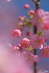 河津桜