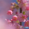 河津桜