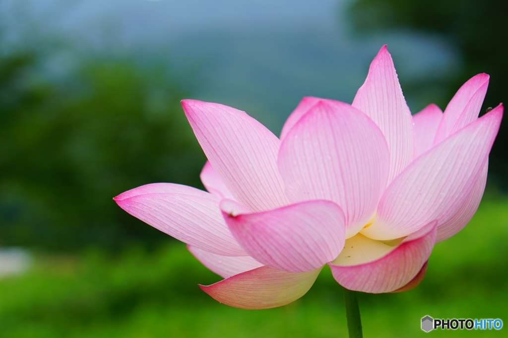 花開く時　２