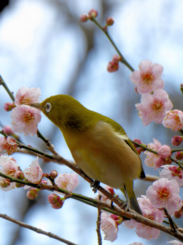 ひょいと♪
