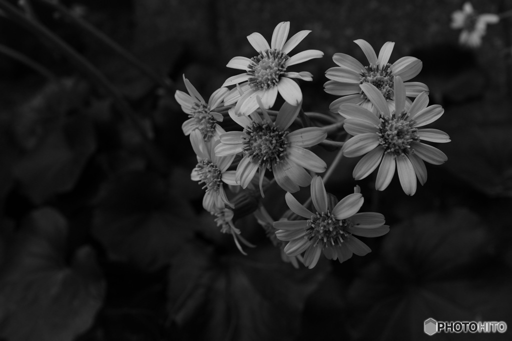 ツワブキの花