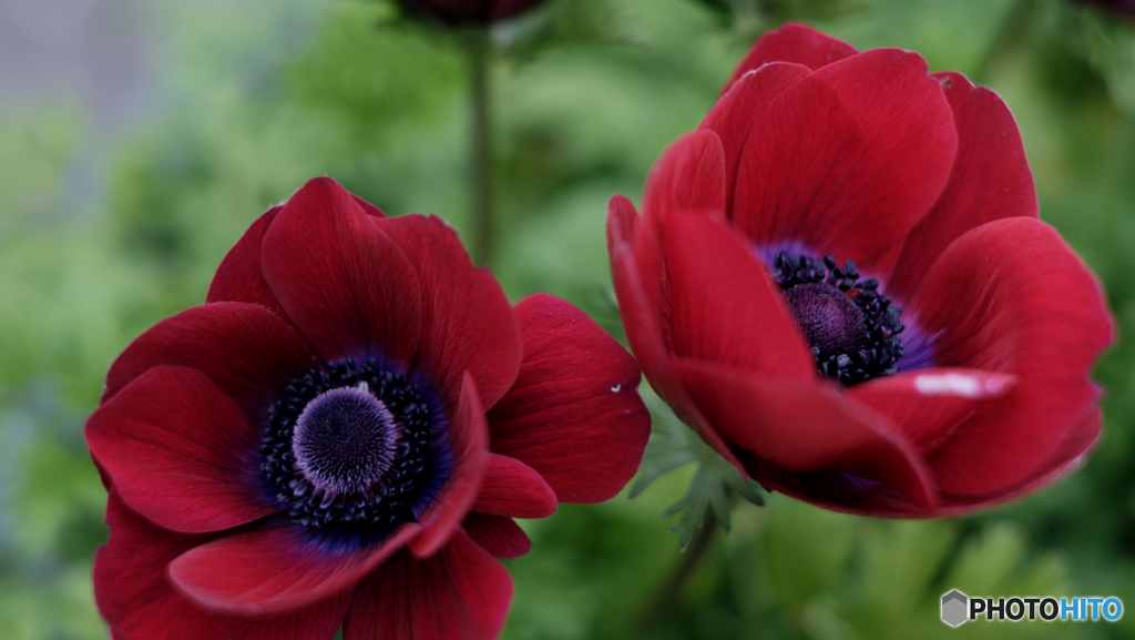 Anemone