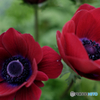 Anemone