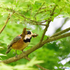 ヤマガラ運送（虫注意）