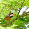 ヤマガラ運送（虫注意）