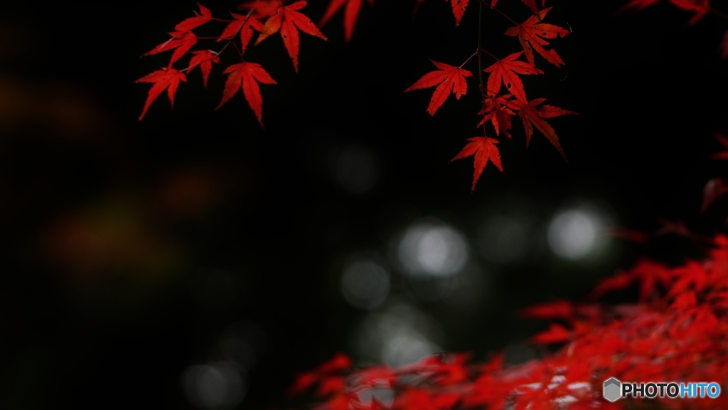 紅