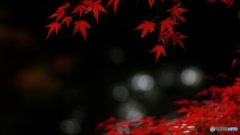 紅