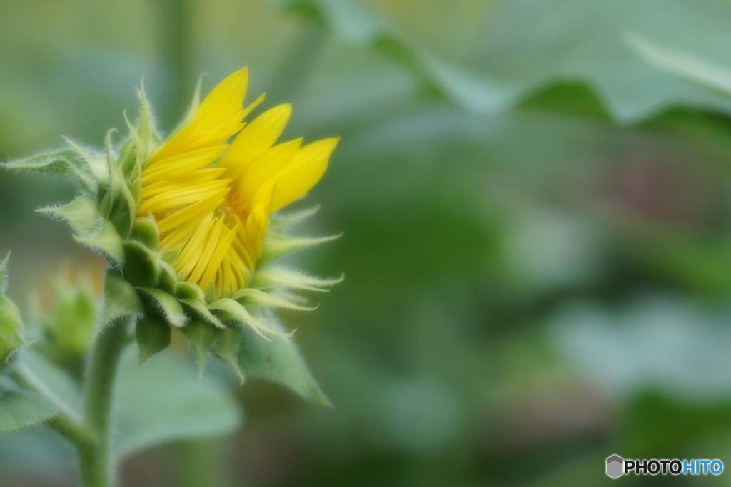 花開く時　６