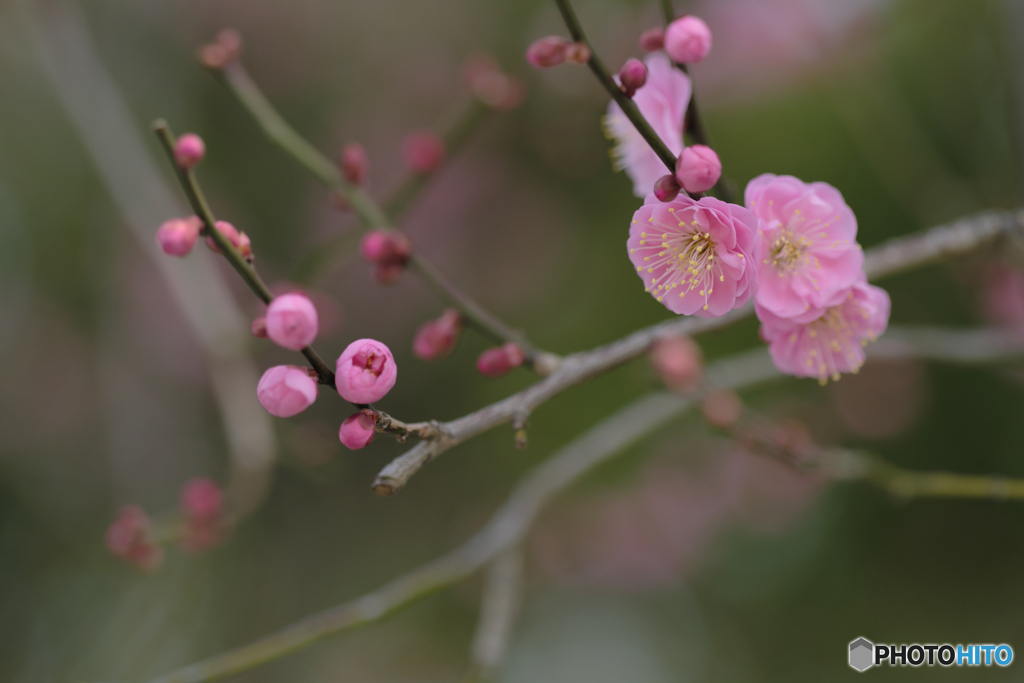 梅の花