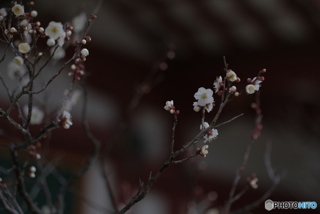 白梅