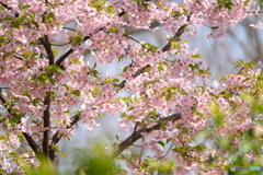 河津桜