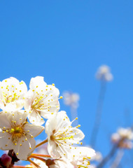 LUMIちゃんの桜