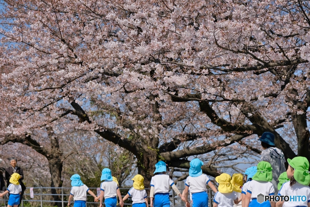 桜の花咲く公園へ