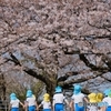 桜の花咲く公園へ