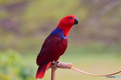 旅するインコちゃん RED