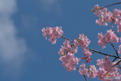 河津桜