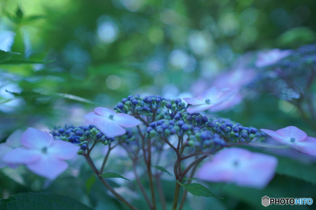 紫陽花ダンス