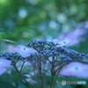 紫陽花ダンス